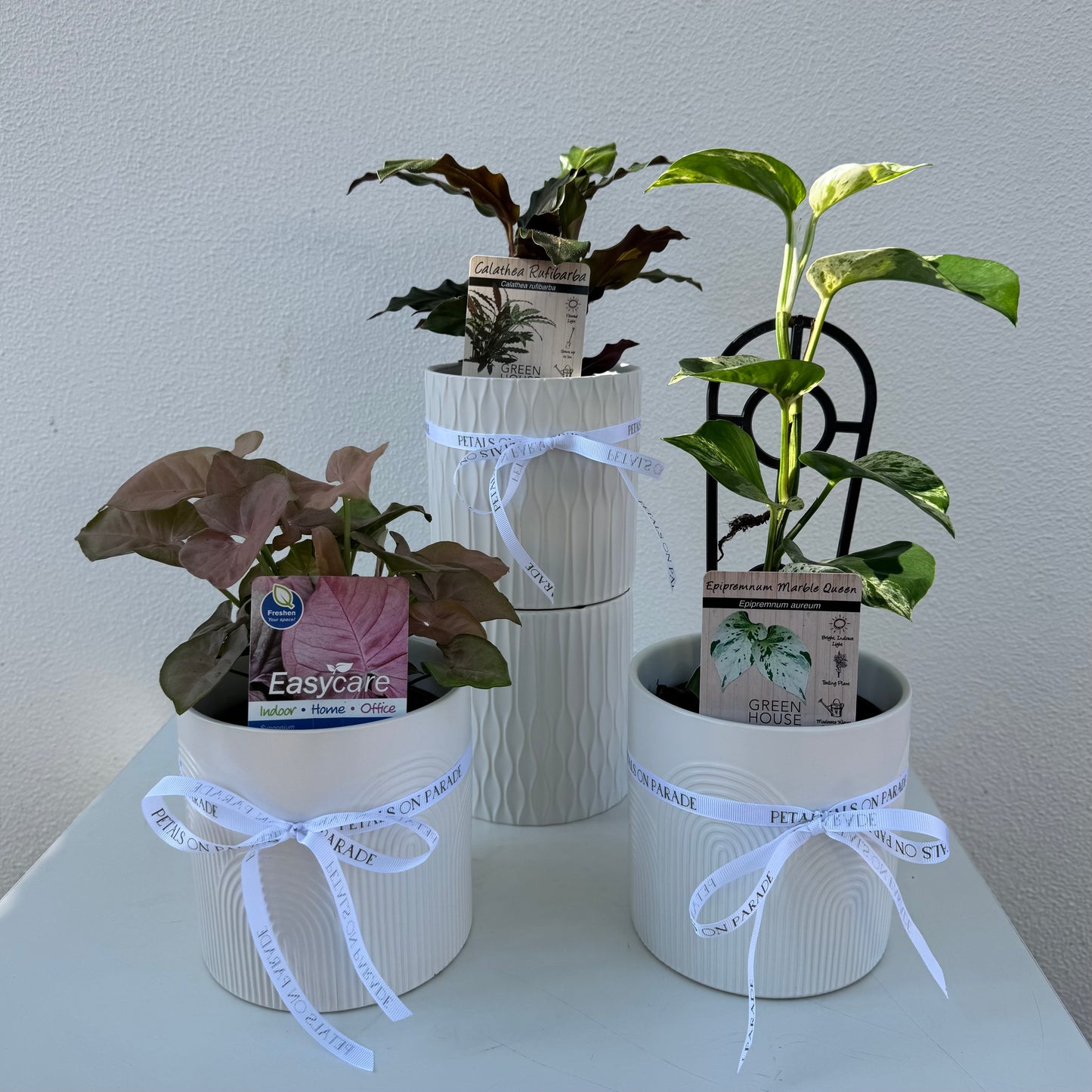 Florist Choice Small Plant