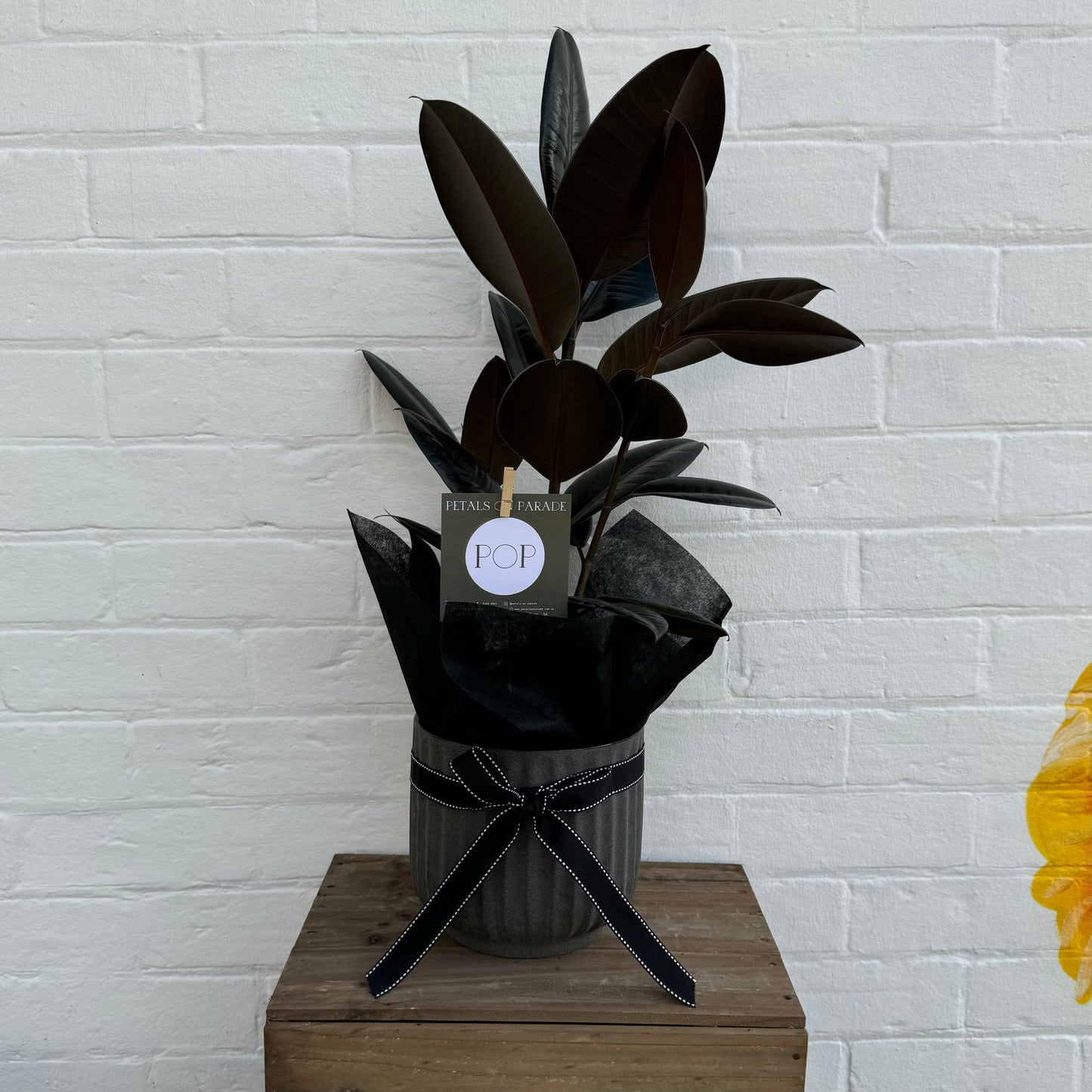 Plant & Pot Combo