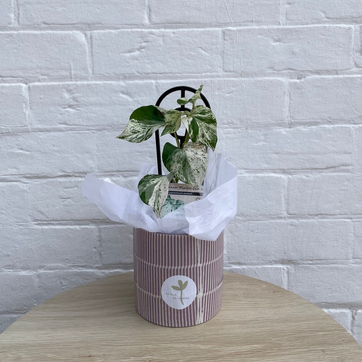 Florist Choice Small Plant