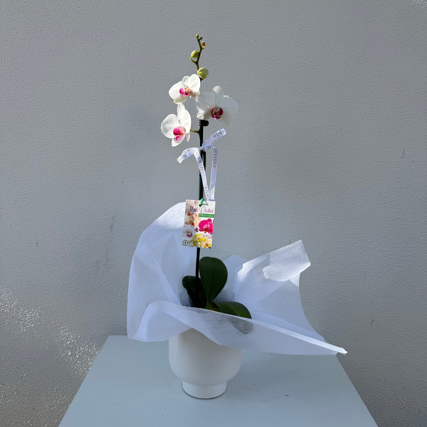 Phally Orchid Pot