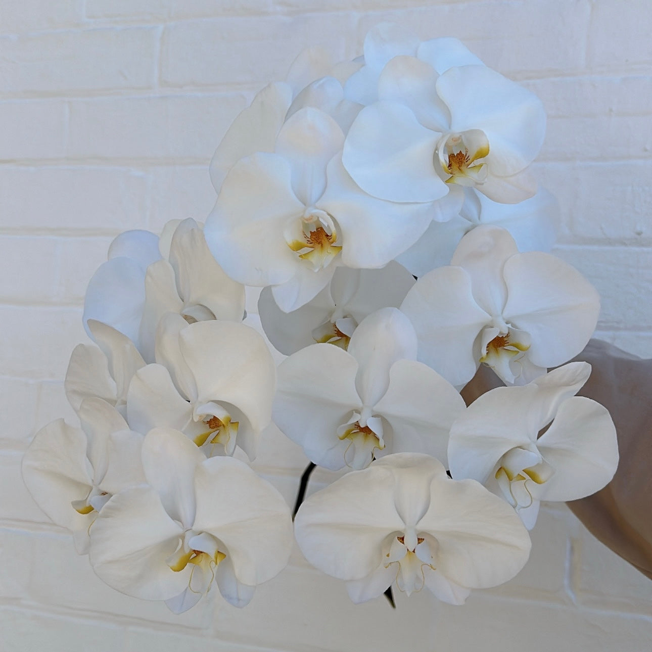 Phally Orchid
