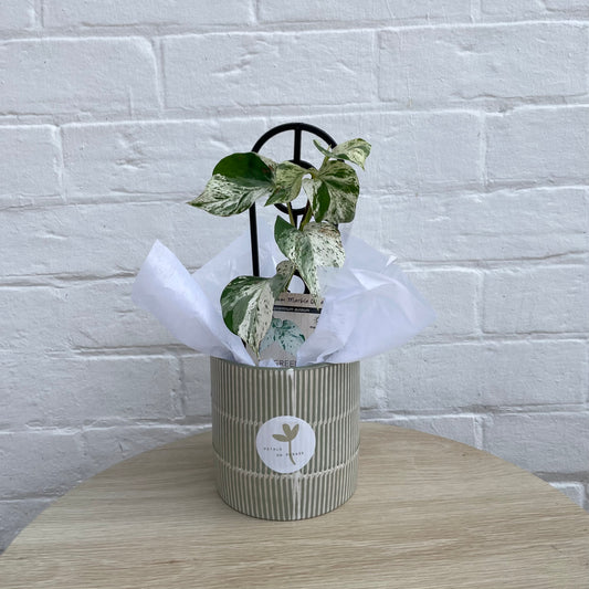 Florist Choice Small Plant