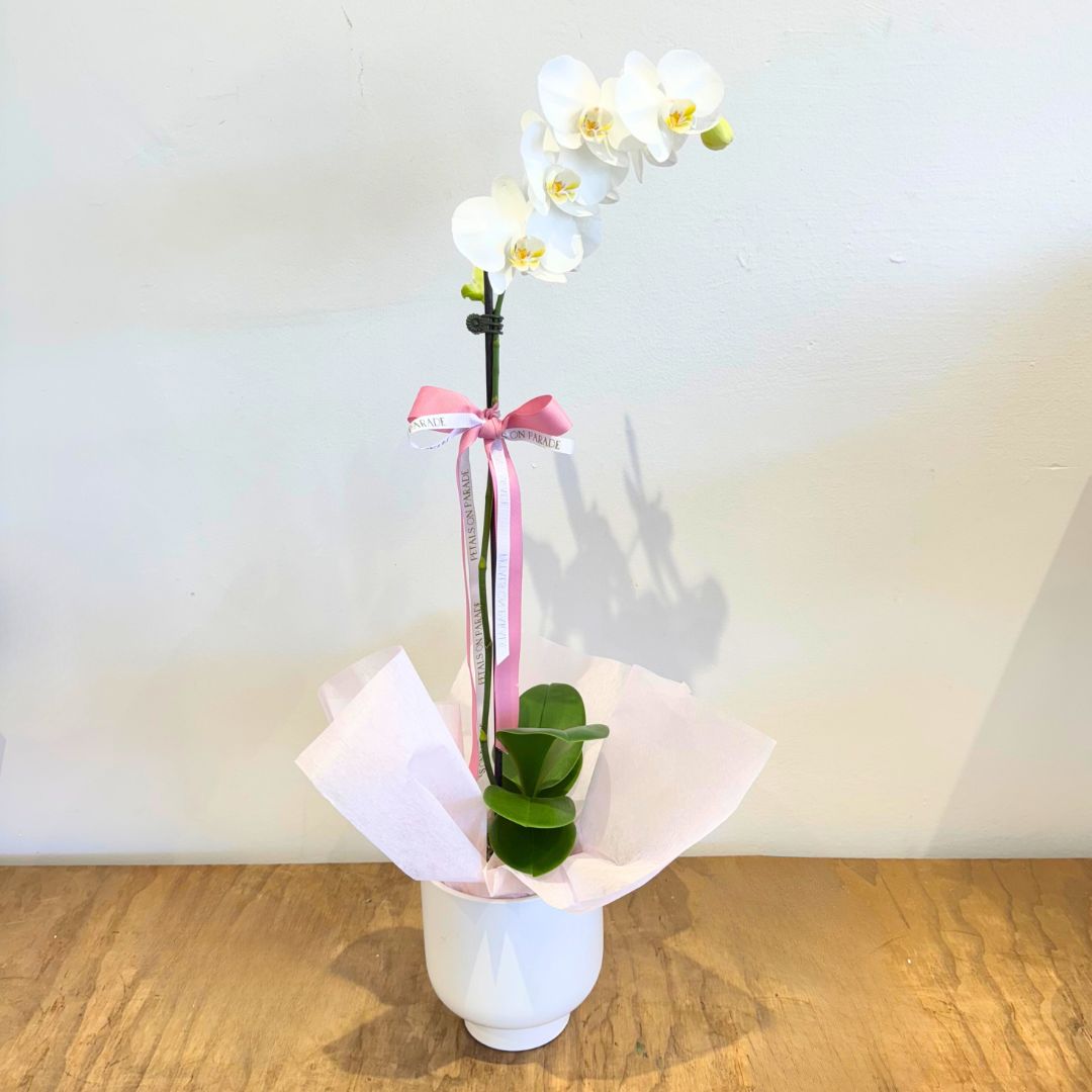 Phally Orchid Pot