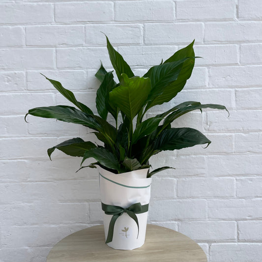 Peace Lilly Plant
