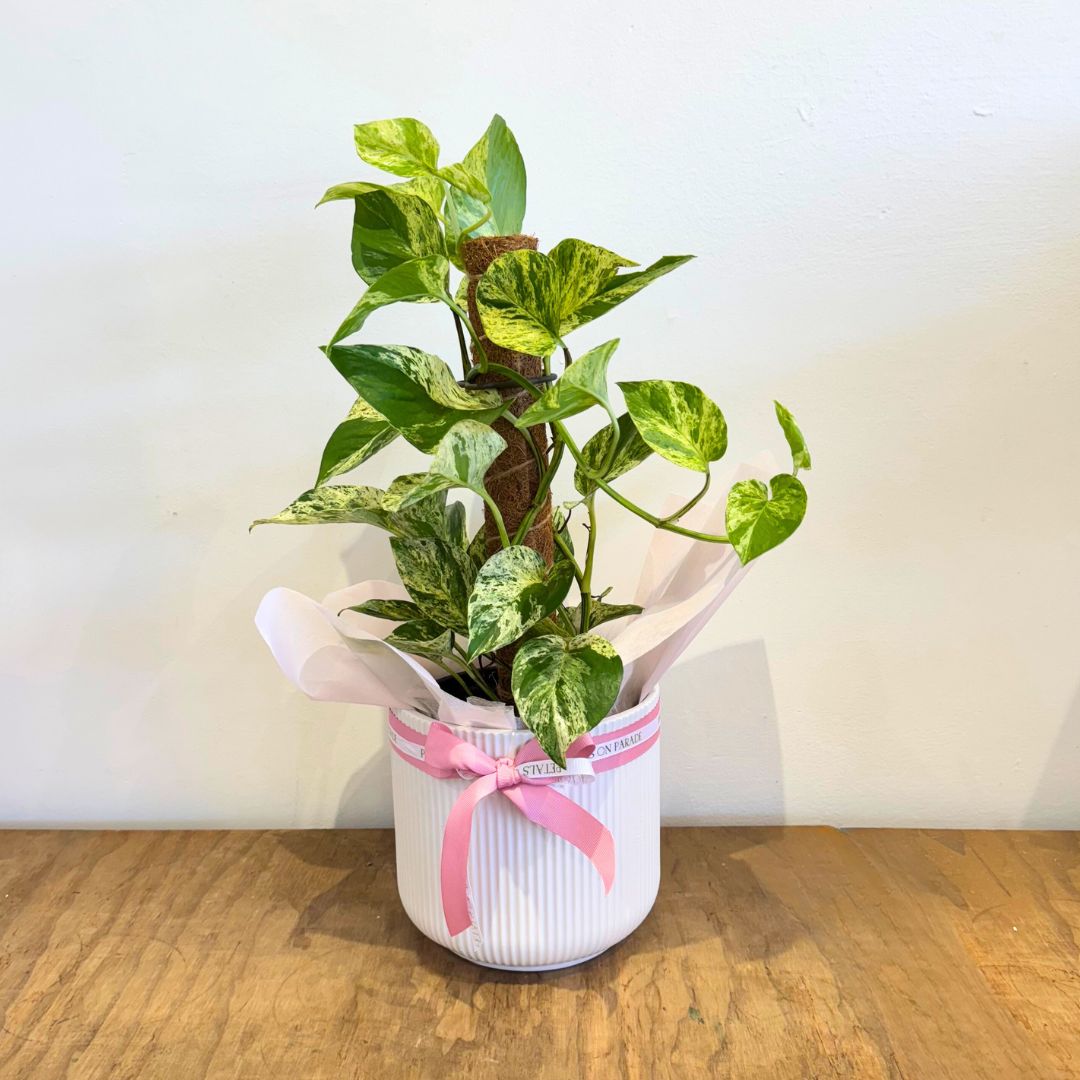 Plant & Pot Combo