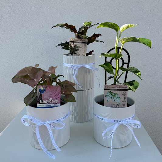 Florist Choice Small Plant