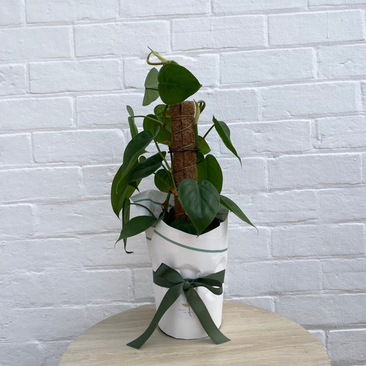 Philodendron Plant