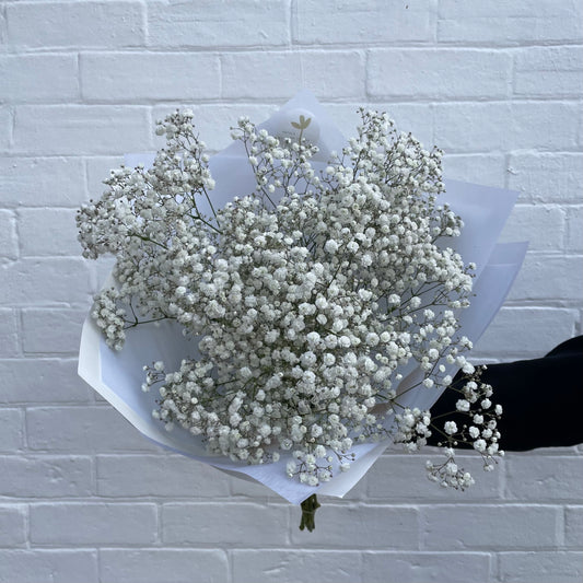 Gypsophila