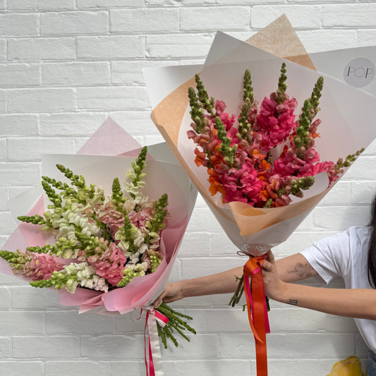 SNAPDRAGONS **special**