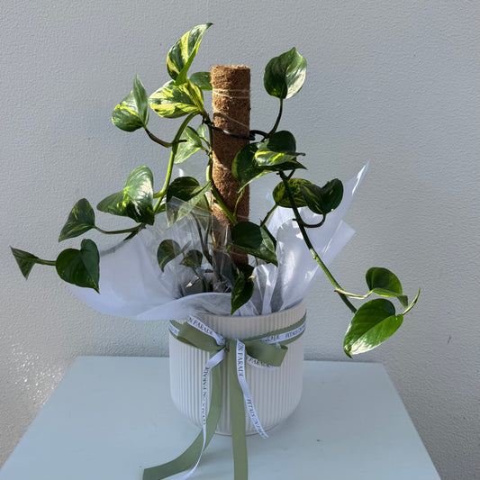 Plant & Pot Combo