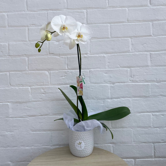 Phally Orchid Pot