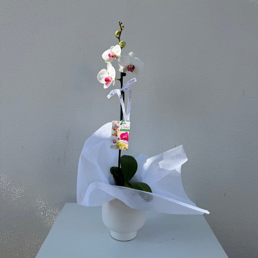 Phally Orchid Pot