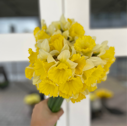 DAFFODIL WEEK // bunch