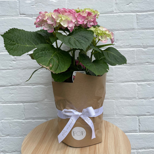 Hydrangea Plant